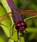 Violet Dropwing - Trithemis annulata © Teresa Farino